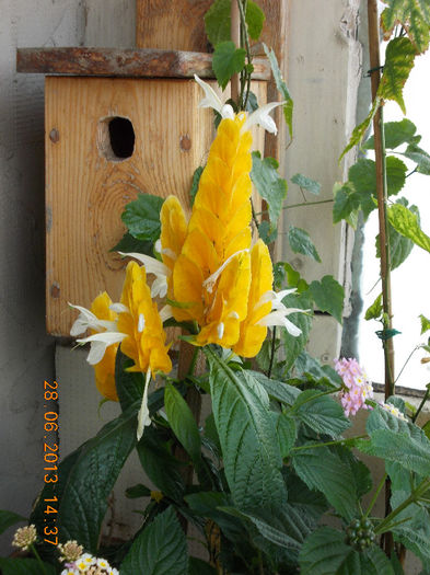 29 iunie 2013-flori 030 - iunie 2013-flori