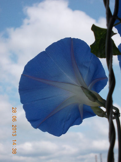 29 iunie 2013-flori 032 - iunie 2013-flori