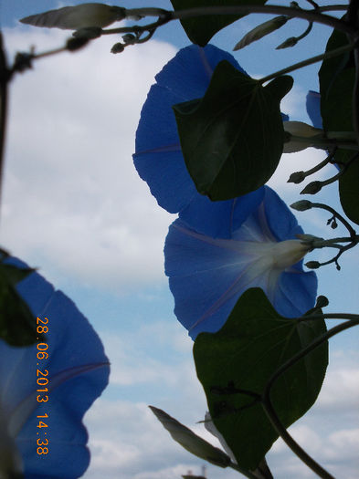 29 iunie 2013-flori 034 - iunie 2013-flori