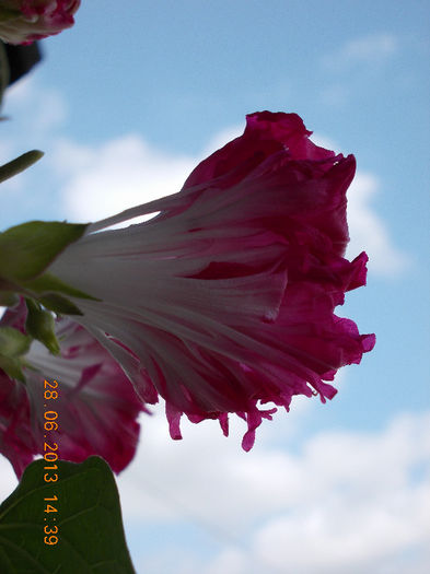 29 iunie 2013-flori 036 - iunie 2013-flori