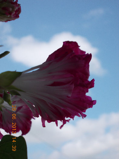 29 iunie 2013-flori 037 - iunie 2013-flori