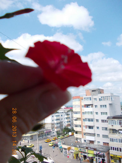 29 iunie 2013-flori 038 - iunie 2013-flori