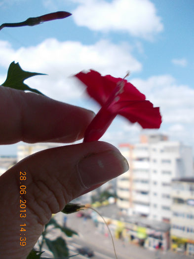 29 iunie 2013-flori 039 - iunie 2013-flori