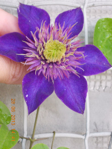 29 iunie 2013-flori 043 - iunie 2013-flori