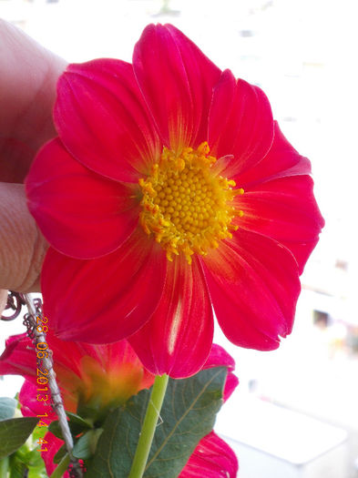 29 iunie 2013-flori 048 - iunie 2013-flori