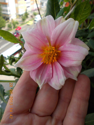 29 iunie 2013-flori 052 - iunie 2013-flori