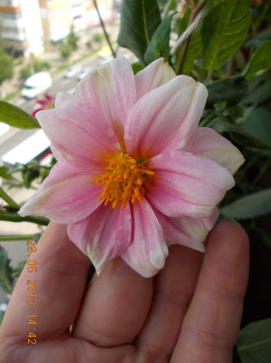 29 iunie 2013-flori 054 - iunie 2013-flori