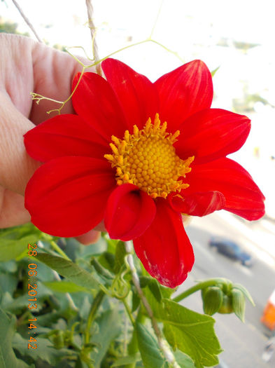 29 iunie 2013-flori 056 - iunie 2013-flori