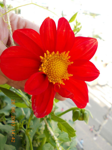 29 iunie 2013-flori 058 - iunie 2013-flori