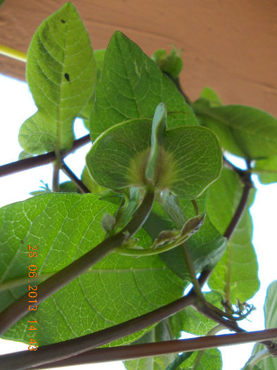 29 iunie 2013-flori 061 - iunie 2013-flori