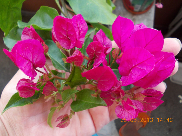 29 iunie 2013-flori 063 - iunie 2013-flori