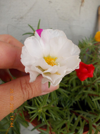 29 iunie 2013-flori 066 - iunie 2013-flori