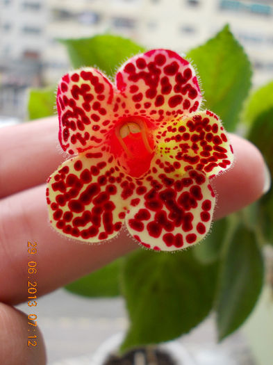 29 iunie 2013-flori 075