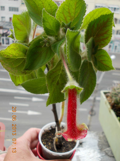 29 iunie 2013-flori 079