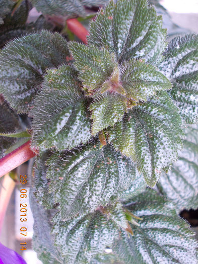 29 iunie 2013-flori 081 - iunie 2013-flori