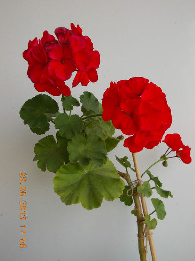 29 iunie 2013-flori 084