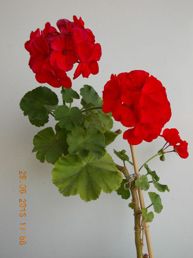 29 iunie 2013-flori 085