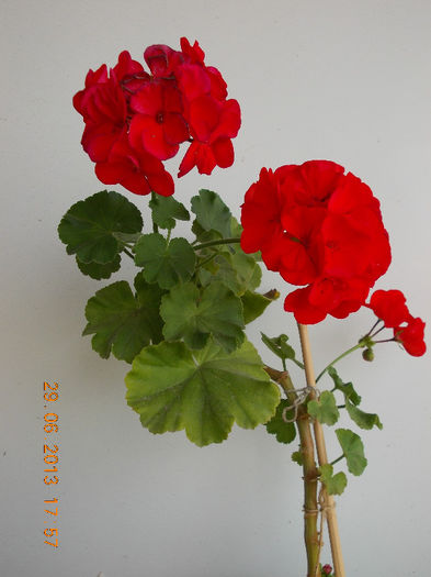 29 iunie 2013-flori 086