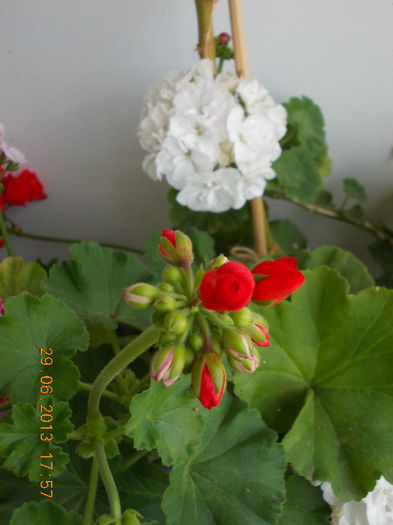 29 iunie 2013-flori 090