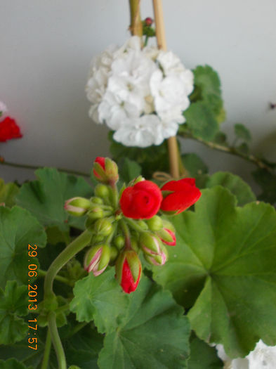 29 iunie 2013-flori 091