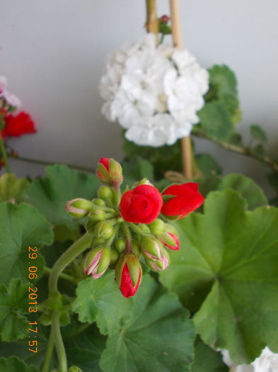 29 iunie 2013-flori 092