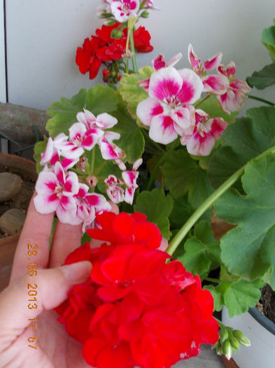29 iunie 2013-flori 093