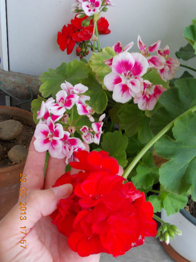 29 iunie 2013-flori 094
