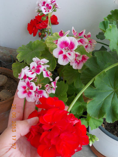 29 iunie 2013-flori 095