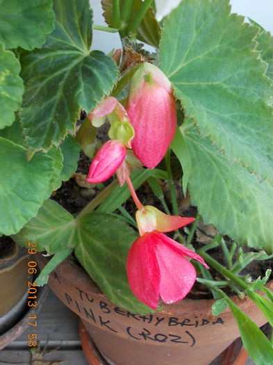 29 iunie 2013-flori 098