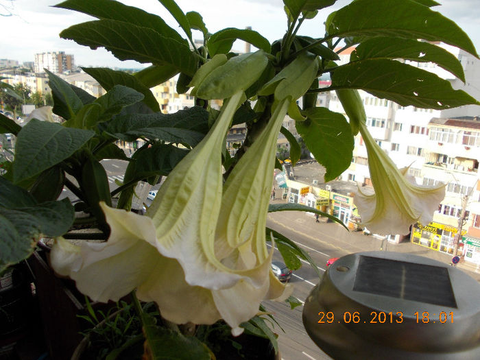 29 iunie 2013-flori 105