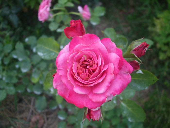 Agnès Schilliger - vara 2013