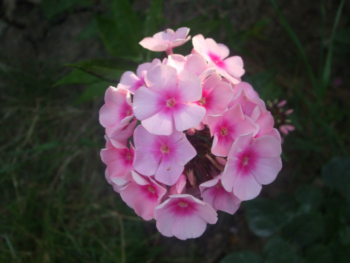 DSCF1989 - vara 2013