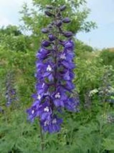 delphinium - Noutati 2013