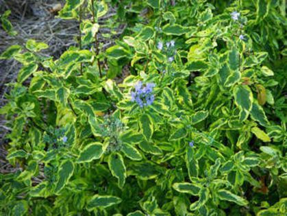 caryopteris summer sorbet - Noutati 2013