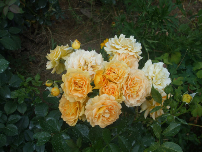 Goldelse - vara 2013