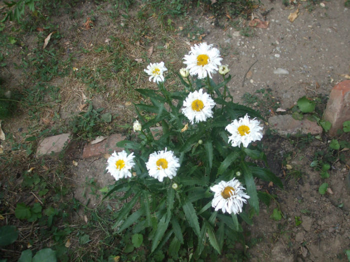 DSCF1998 - vara 2013