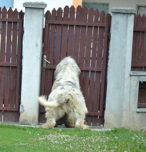 15 LUNI Temperament - Cuib A Rena - Mures