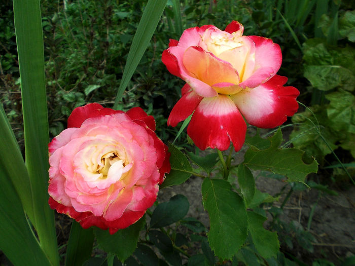DSCF4857 - Gradina de flori 2013