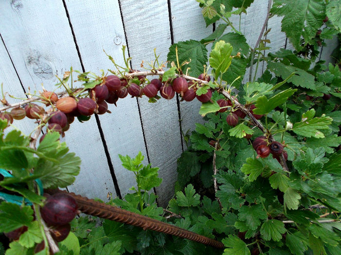DSCF4938