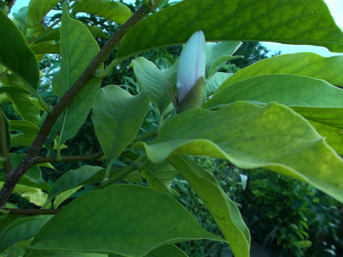 DSCF5012