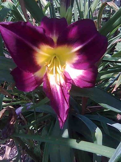 night beacon - hemerocallis 2013