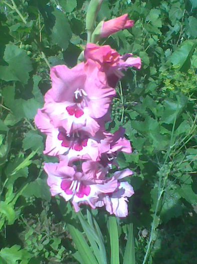 Imag1037 - Gladiole 2013