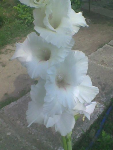 Imag1033 - Gladiole 2013