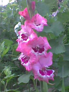 Imag1028 - Gladiole 2013