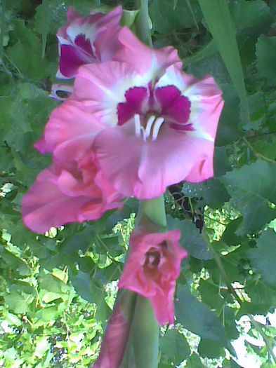 Imag1025 - Gladiole 2013