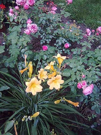 stella d`oro - hemerocallis 2013