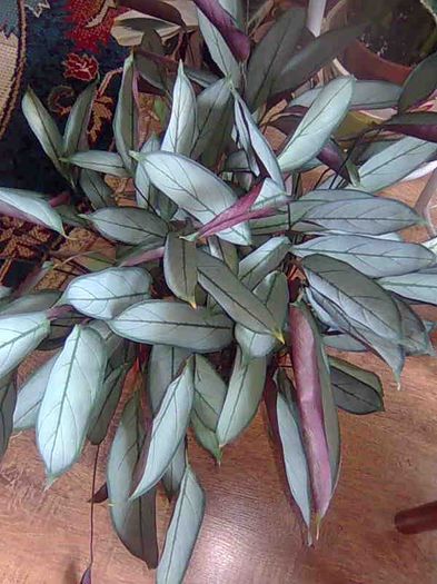 Ctenanthe setosa Grey Star - marantaceae