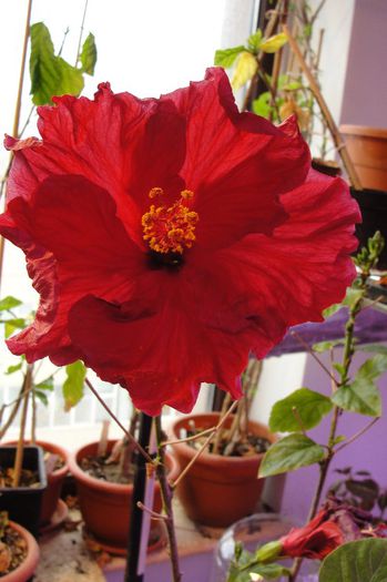 hibiscus Helene