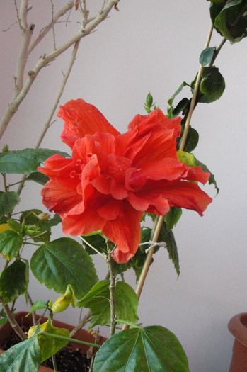 hibiscus Somon dublu