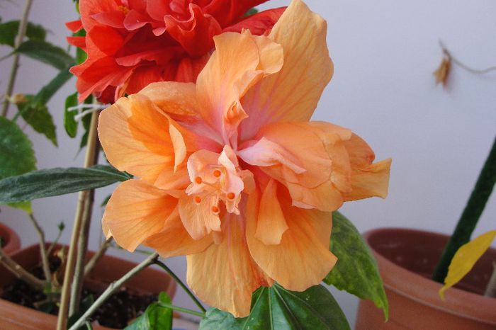 hibiscus Jane Cowell